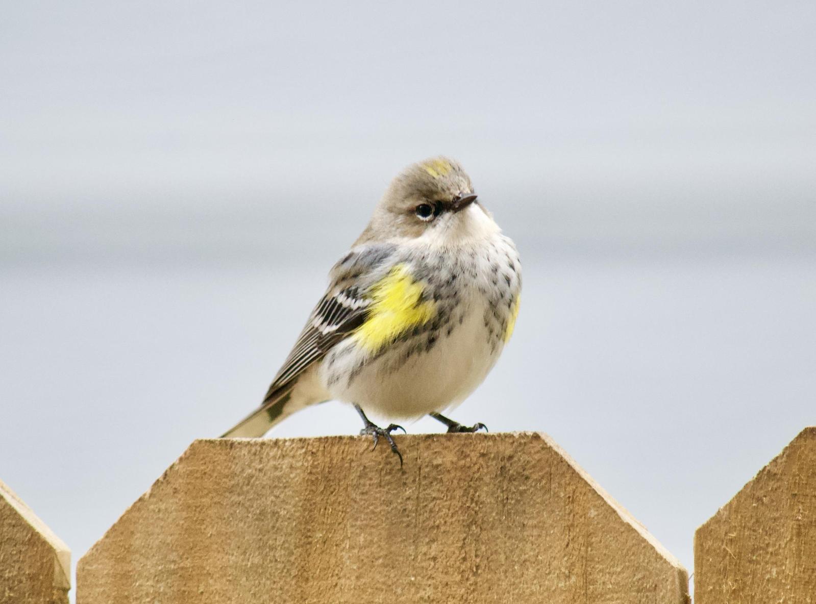 Yellow-rumped Warbler Photo by Gena Traylor