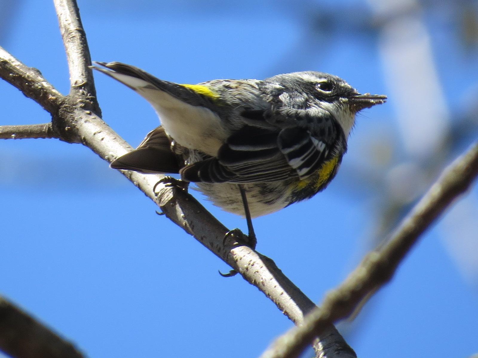 Yellow-rumped Warbler (Myrtle) Photo by Kathy Wooding