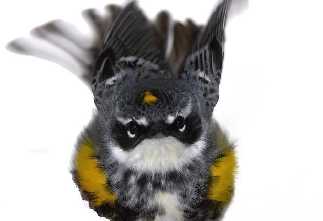 Yellow-rumped Warbler (Myrtle) Photo by Dan Tallman