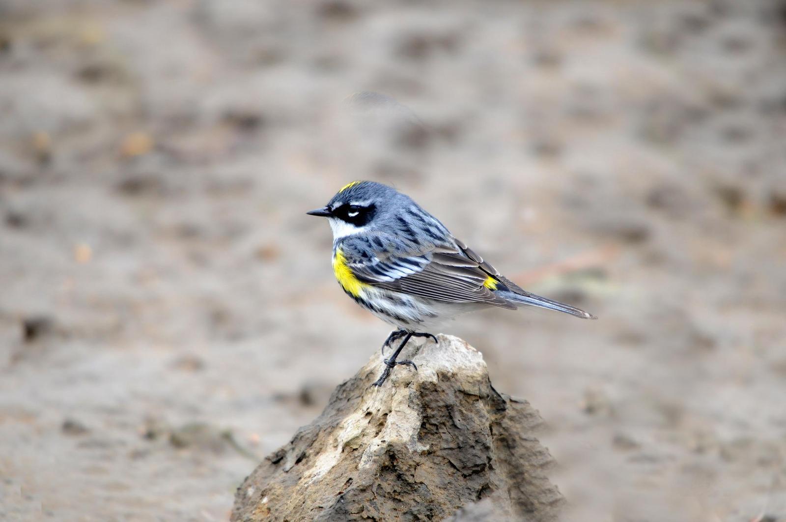Yellow-rumped Warbler (Myrtle) Photo by Steven Mlodinow