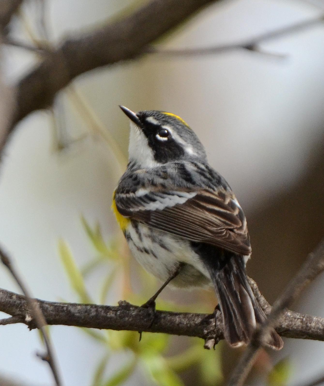 Yellow-rumped Warbler (Myrtle) Photo by Steven Mlodinow