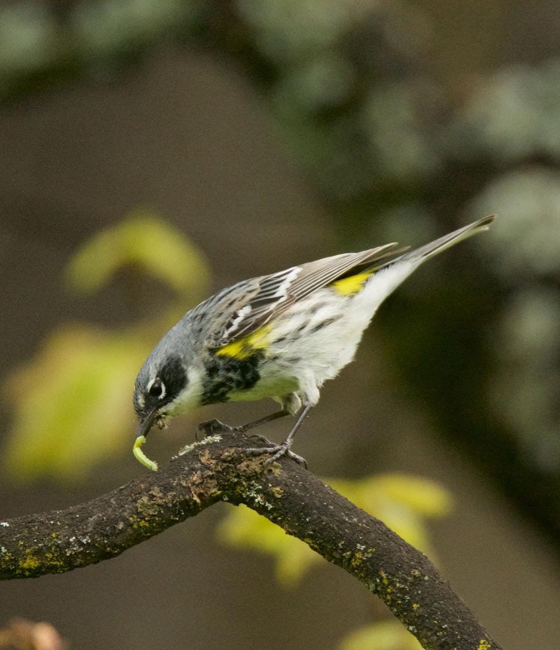 Yellow-rumped Warbler (Myrtle) Photo by Brian Avent