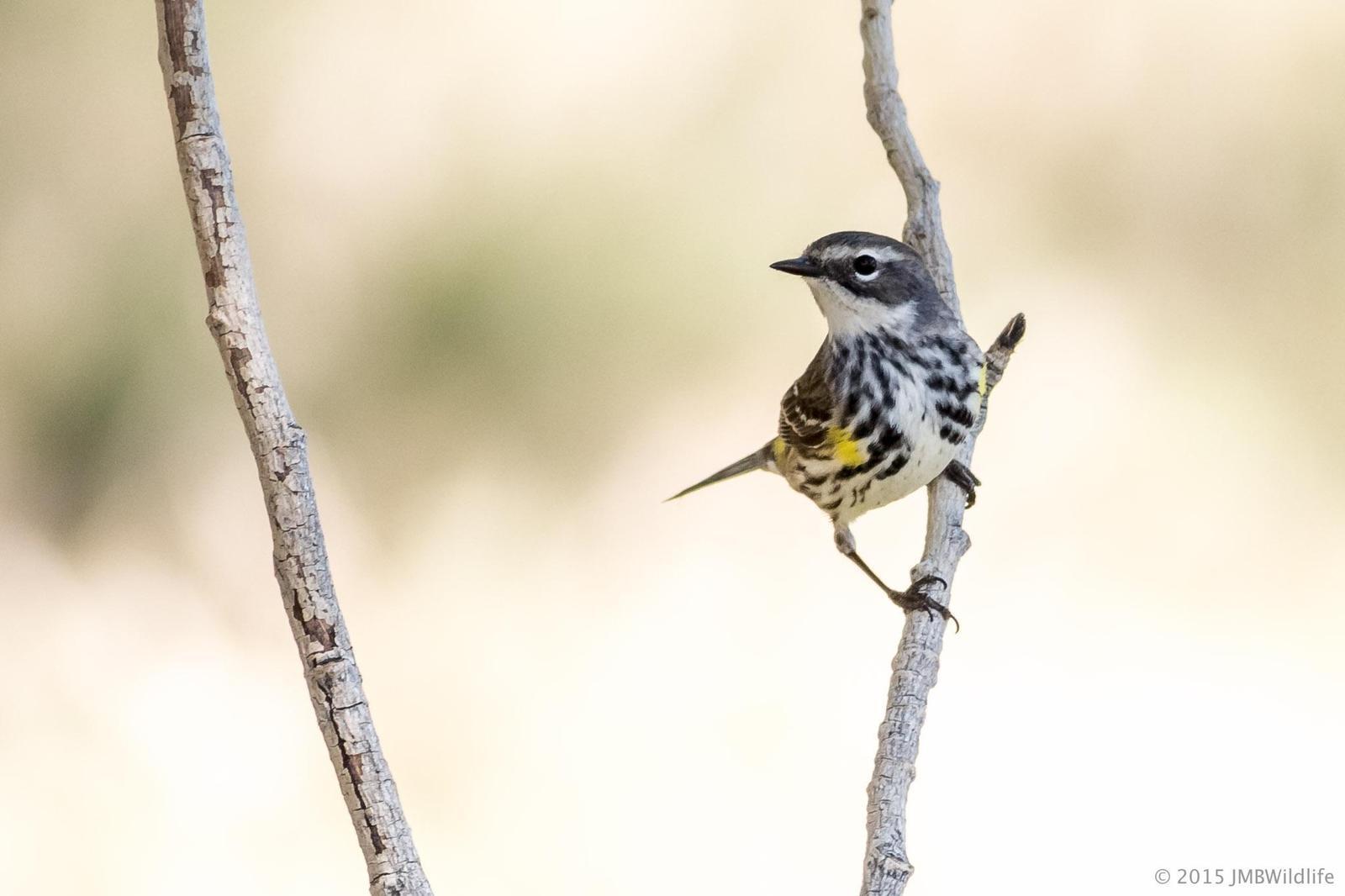 Yellow-rumped Warbler (Myrtle) Photo by Jeff Bray