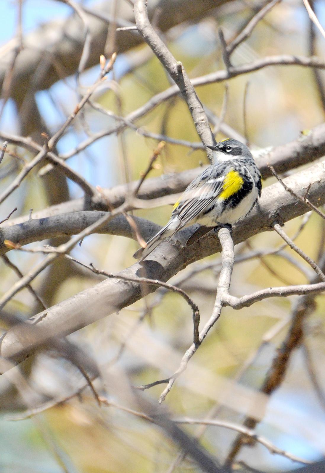 Yellow-rumped Warbler (Myrtle) Photo by Mark Rozmarynowycz