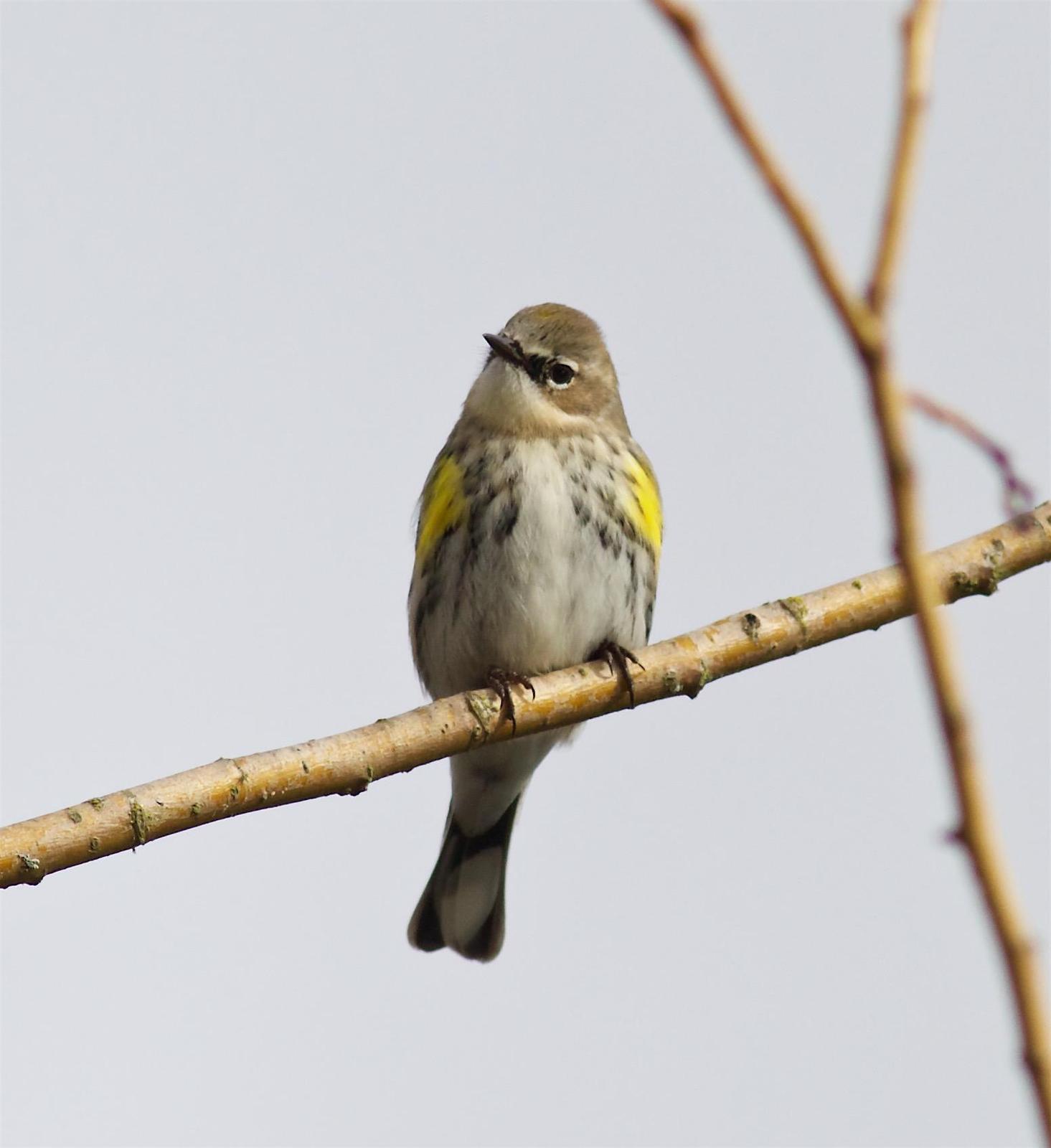 Yellow-rumped Warbler (Myrtle) Photo by Kathryn Keith