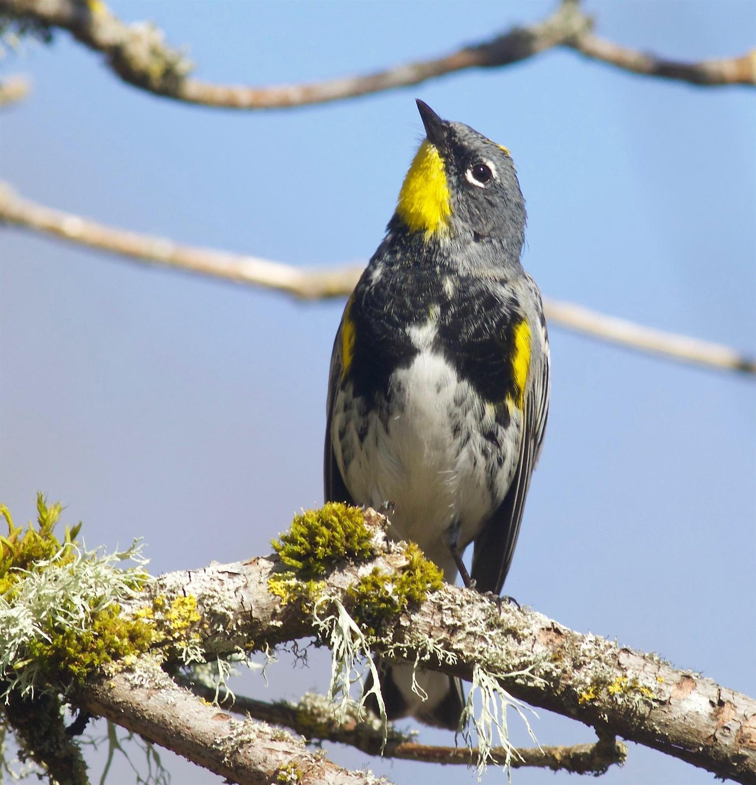 Yellow-rumped Warbler (Audubon's) Photo by Kathryn Keith