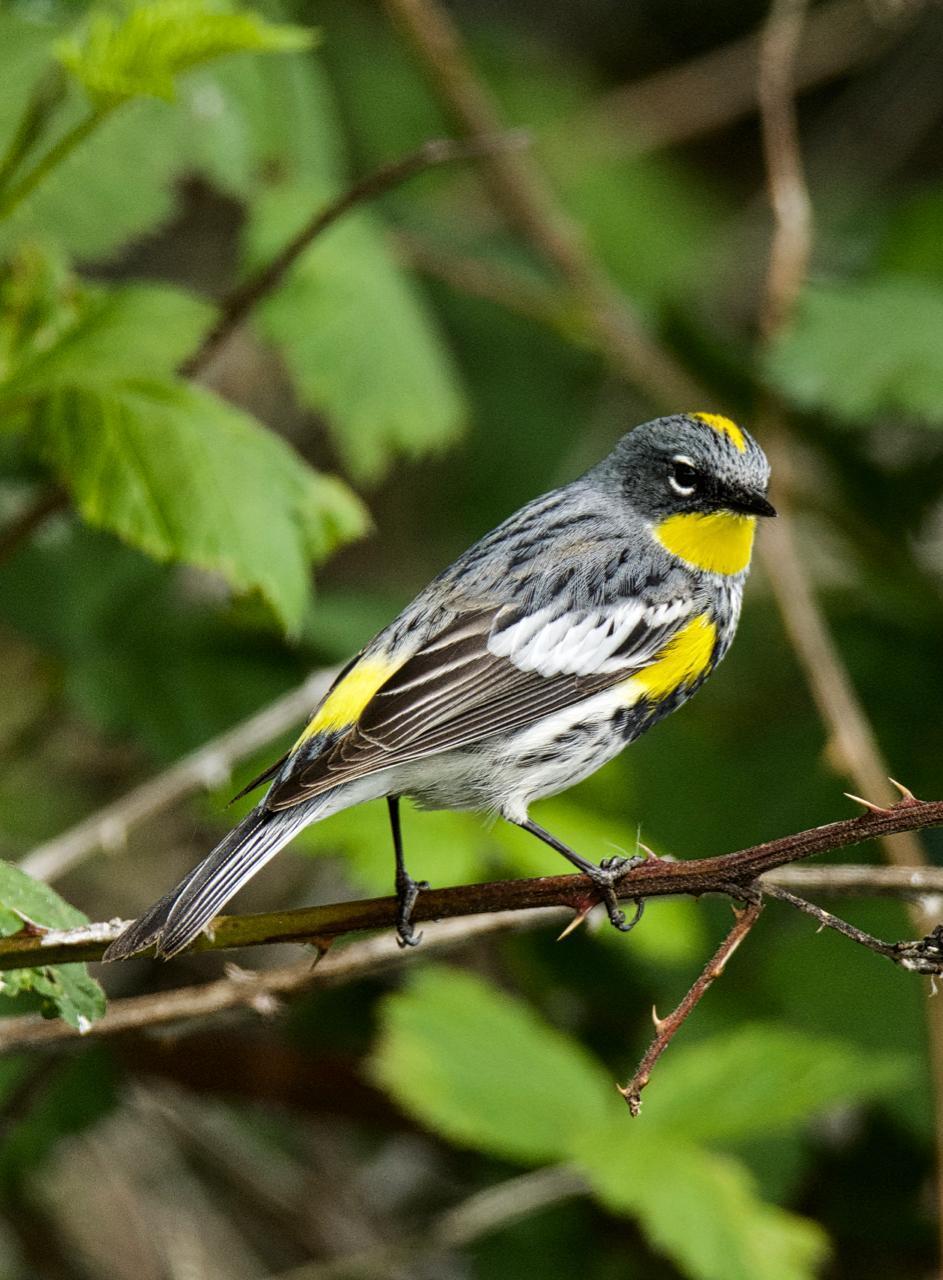 Yellow-rumped Warbler (Audubon's) Photo by Brian Avent