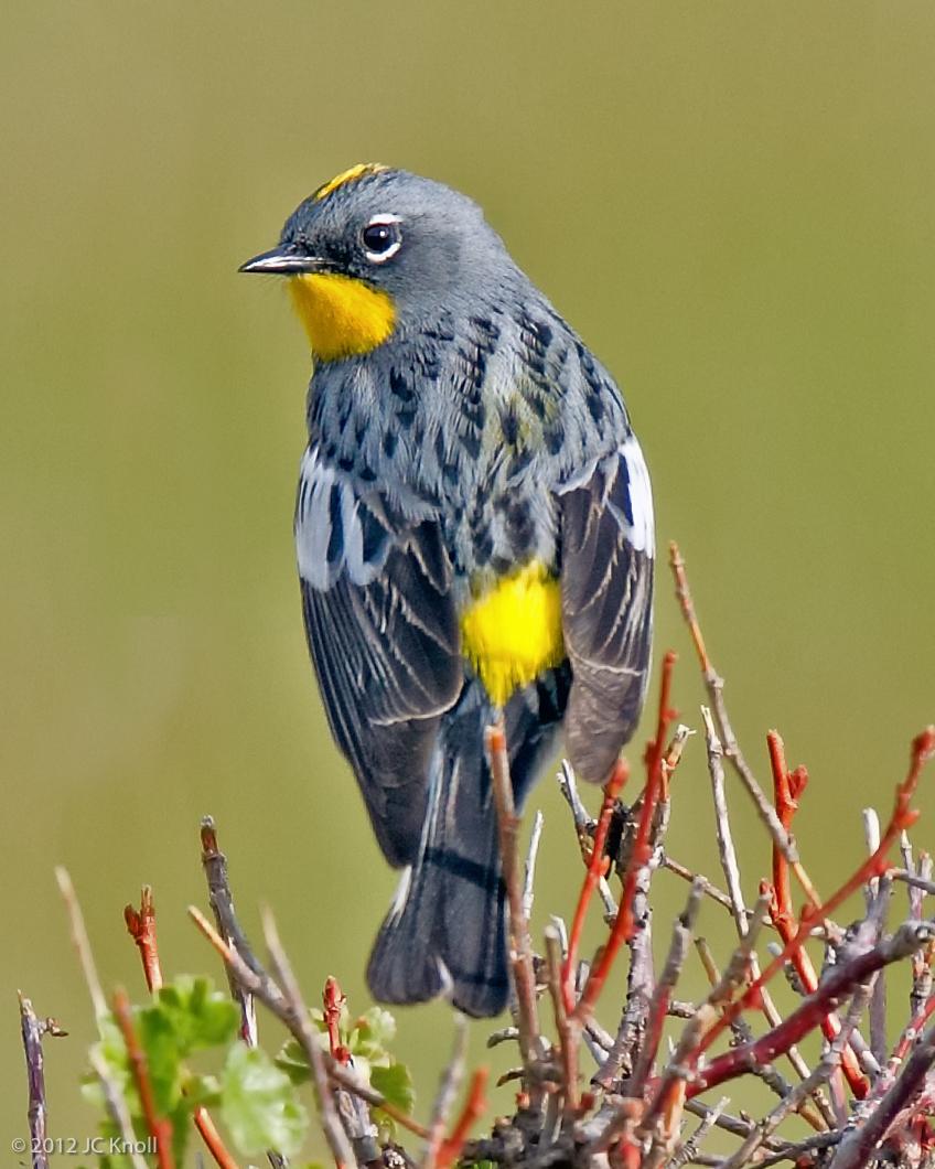 Yellow-rumped Warbler (Audubon's) Photo by JC Knoll
