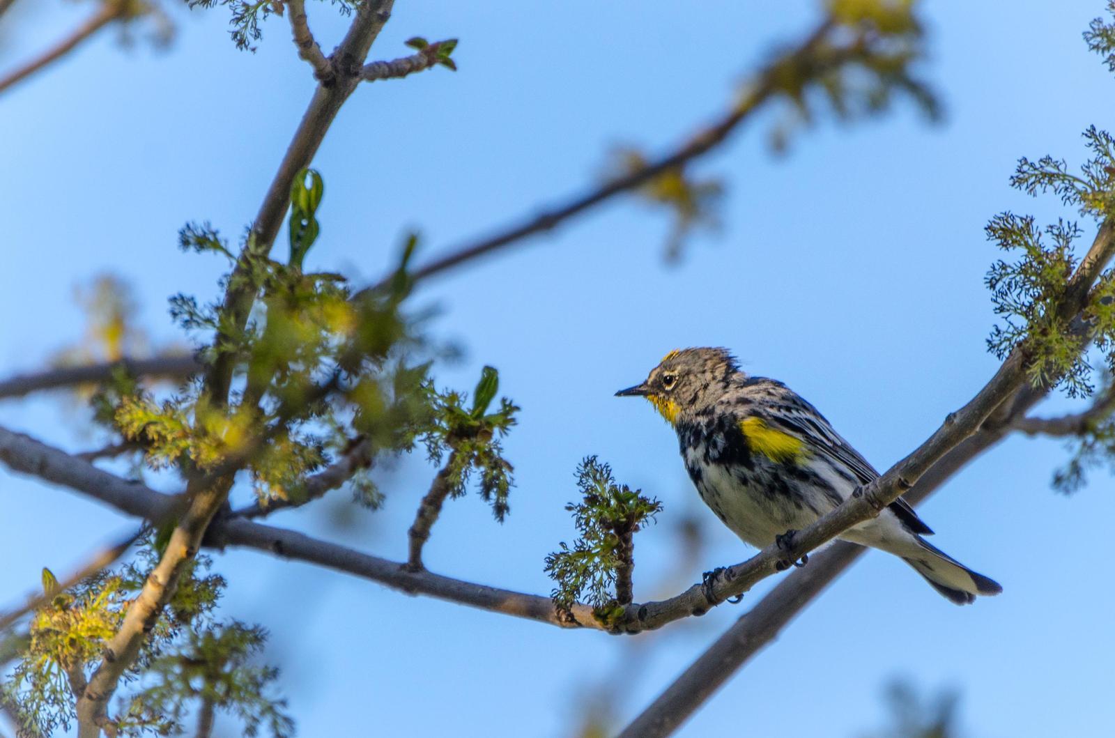 Yellow-rumped Warbler (Audubon's) Photo by Scott Yerges