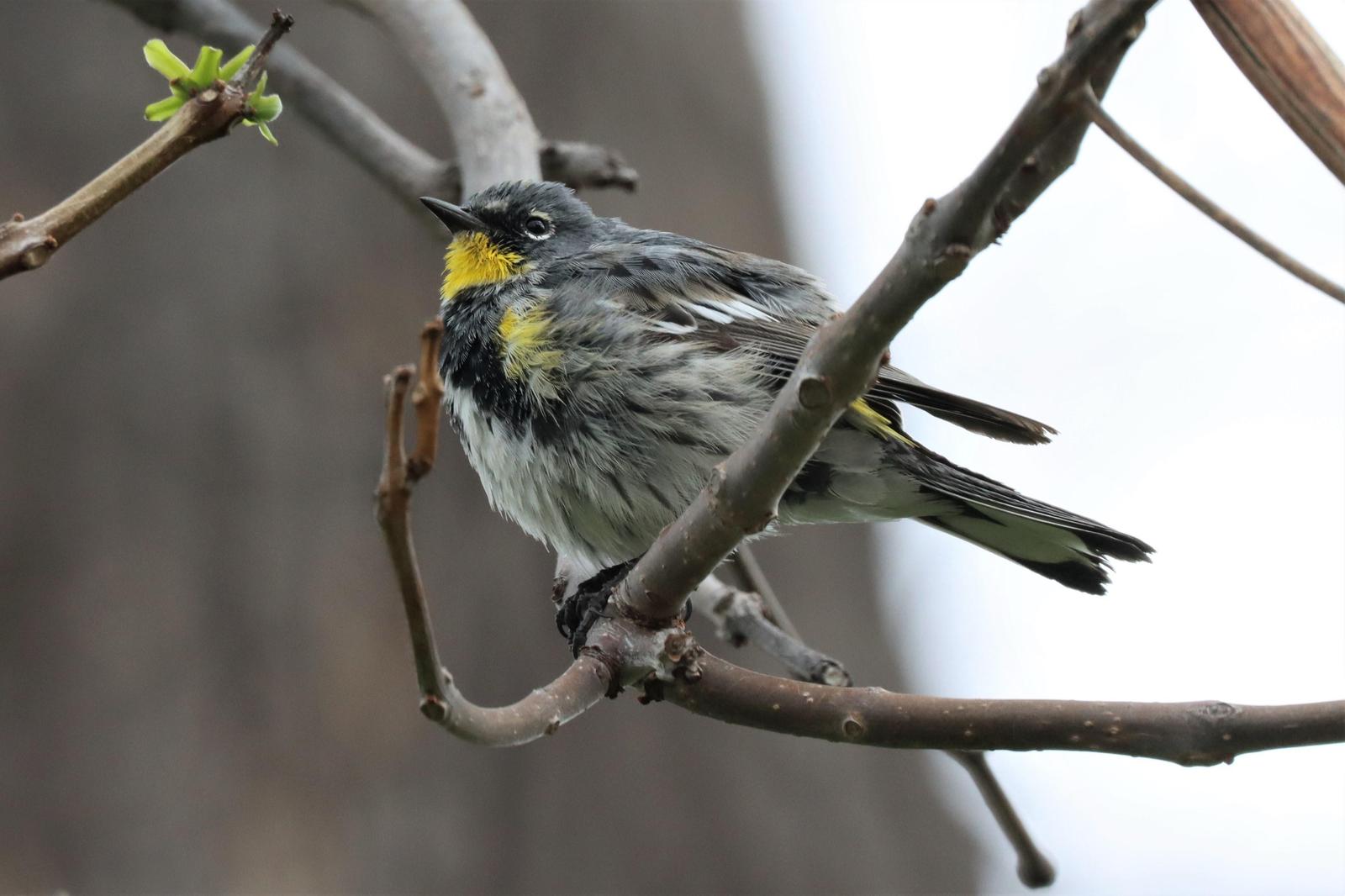Yellow-rumped Warbler (Audubon's) Photo by Richard Jeffers