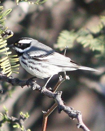 Black-throated Gray Warbler Photo by Andrew Core
