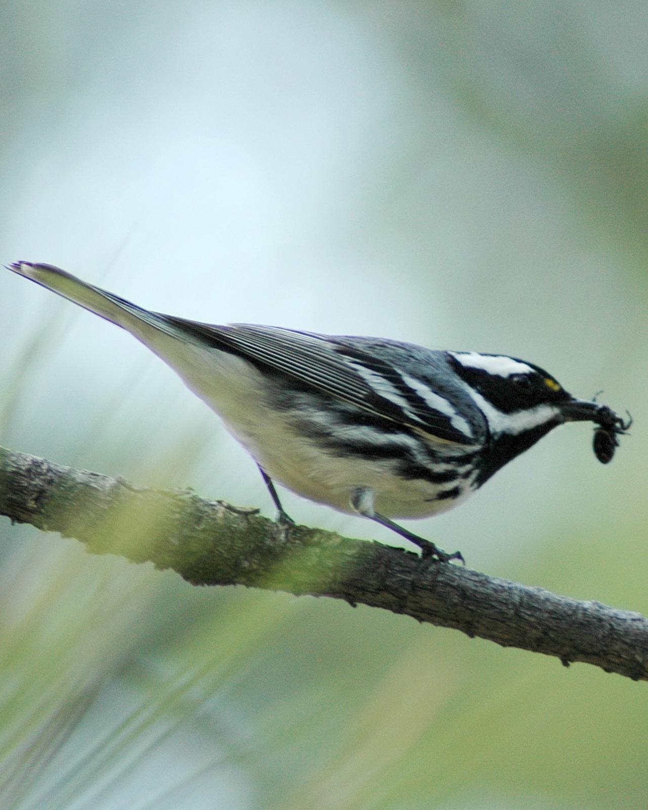 Black-throated Gray Warbler Photo by David Hollie