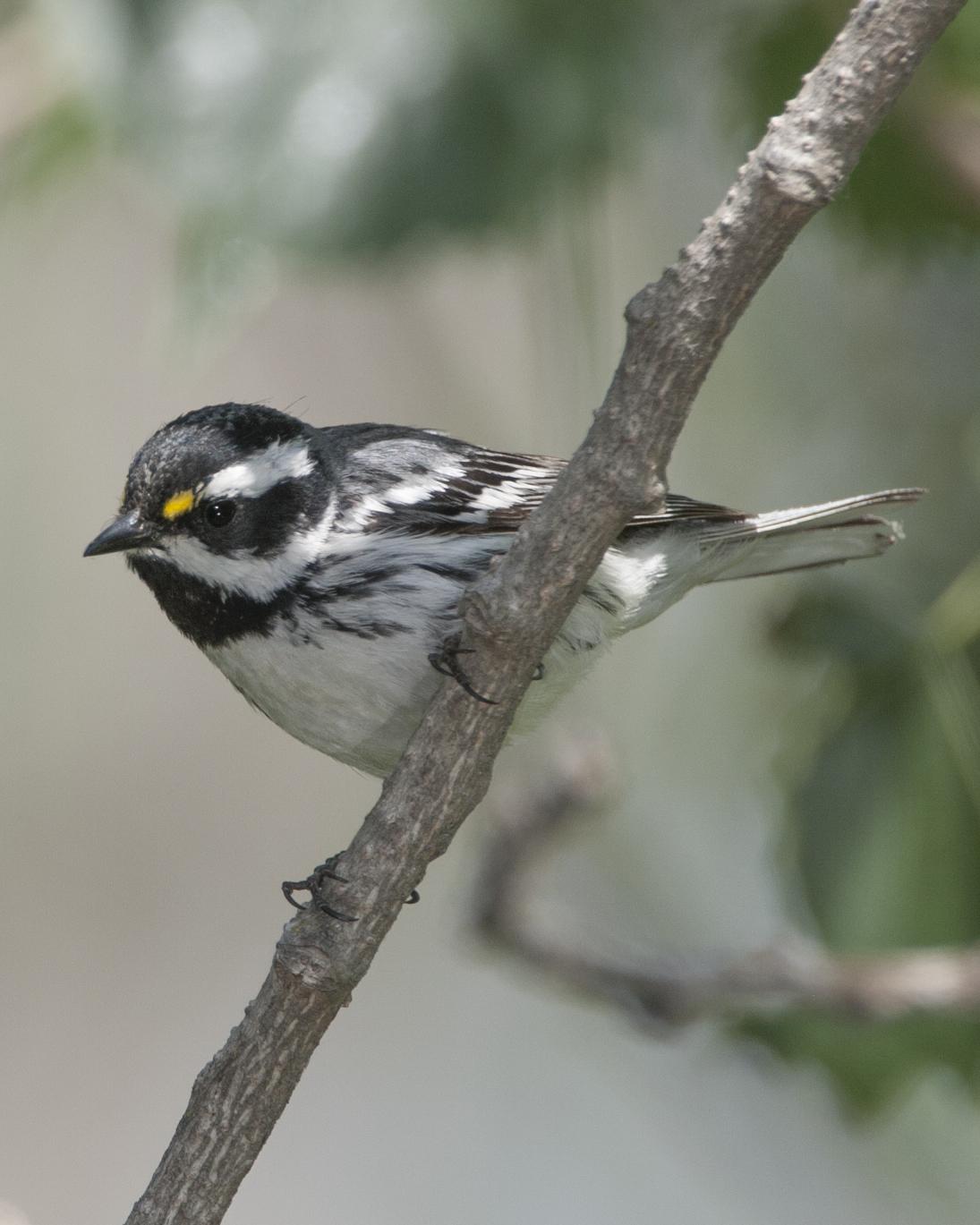 Black-throated Gray Warbler Photo by Jeff Moore