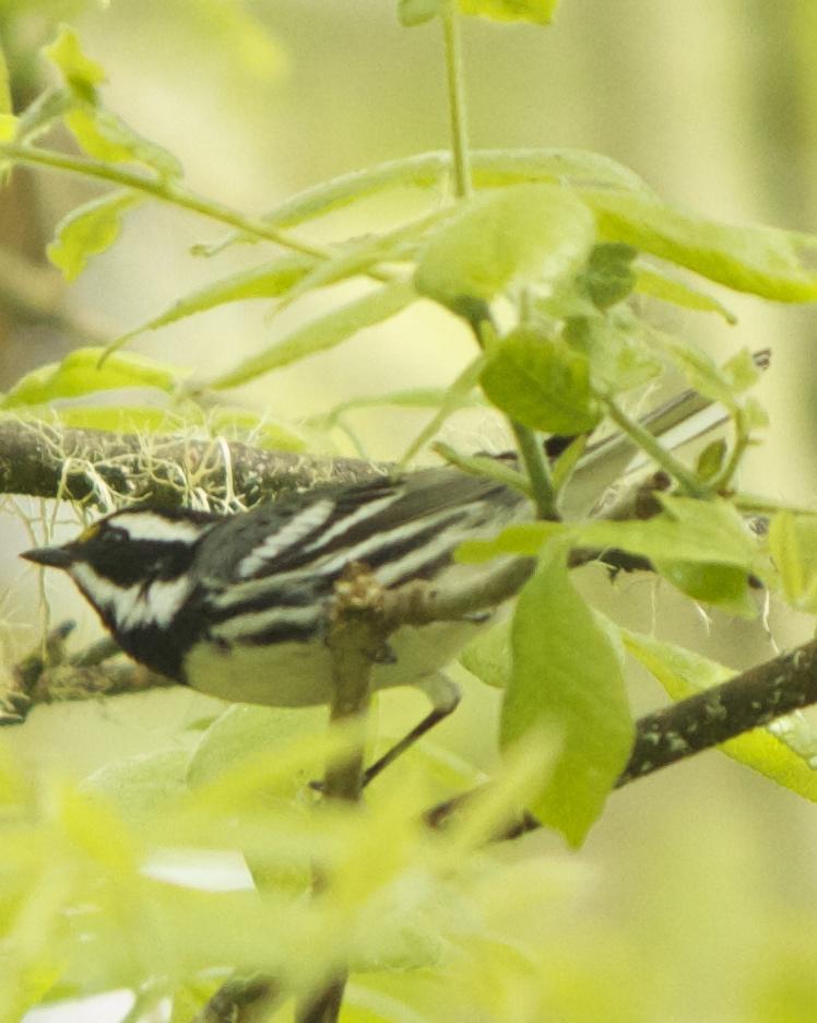 Black-throated Gray Warbler Photo by Mark Baldwin
