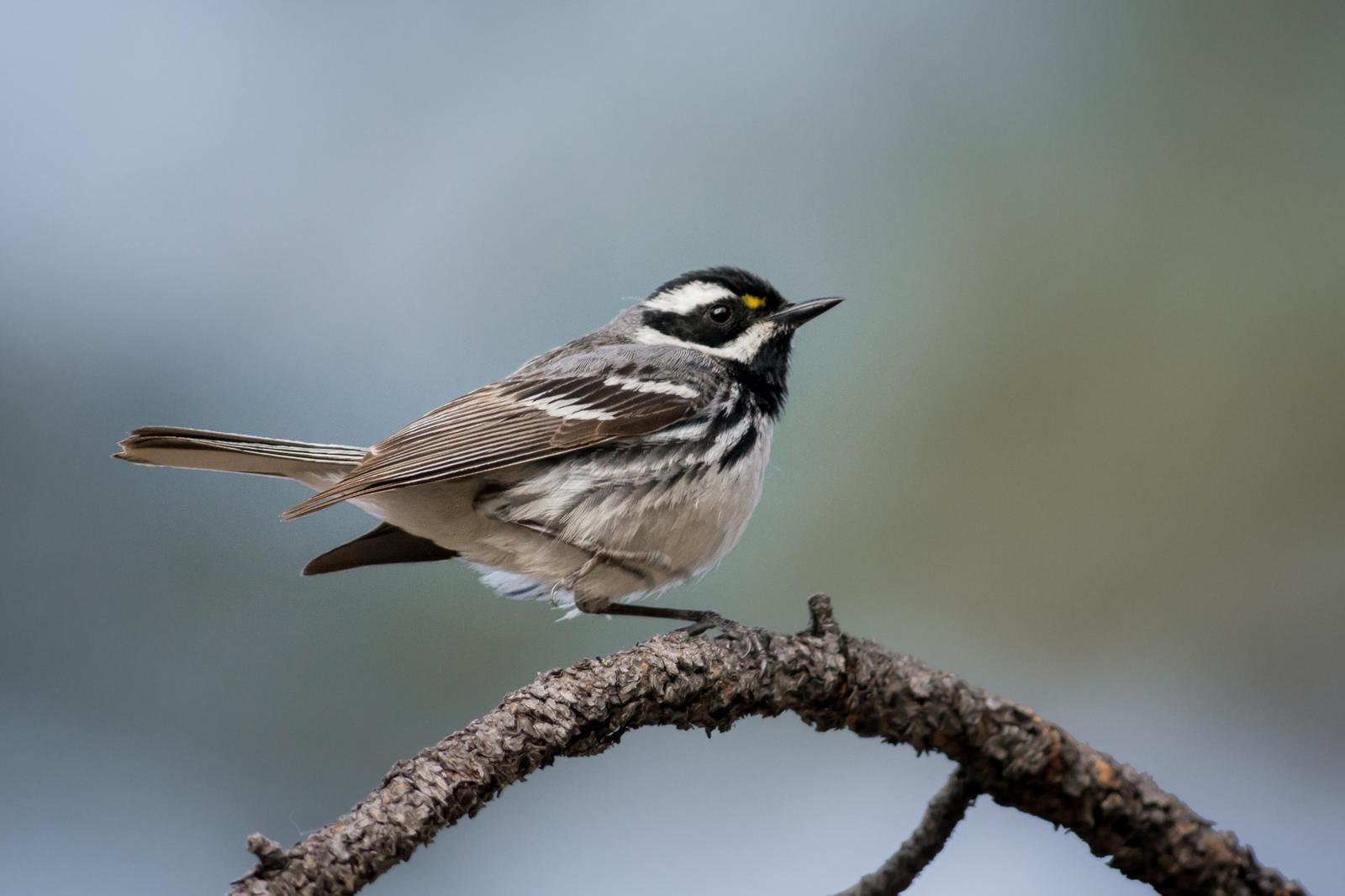 Black-throated Gray Warbler Photo by Jesse Hodges