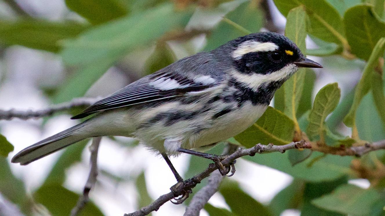 Black-throated Gray Warbler Photo by Ed Harper