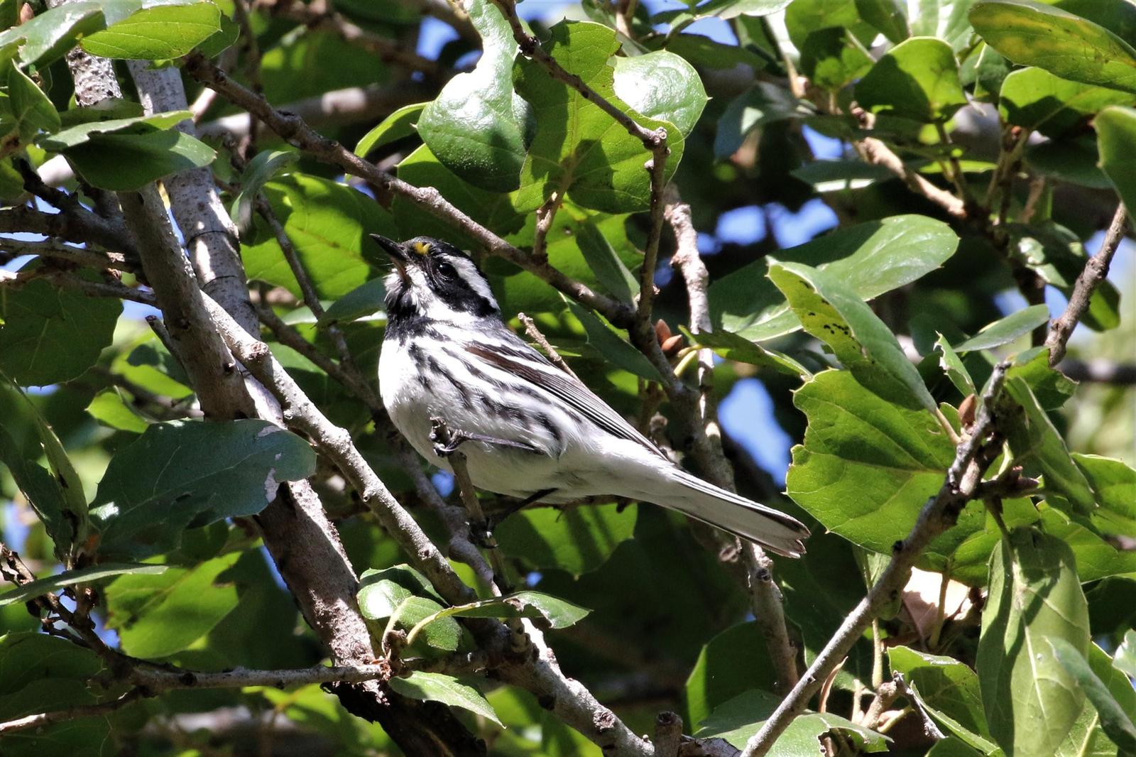 Black-throated Gray Warbler Photo by Richard Jeffers