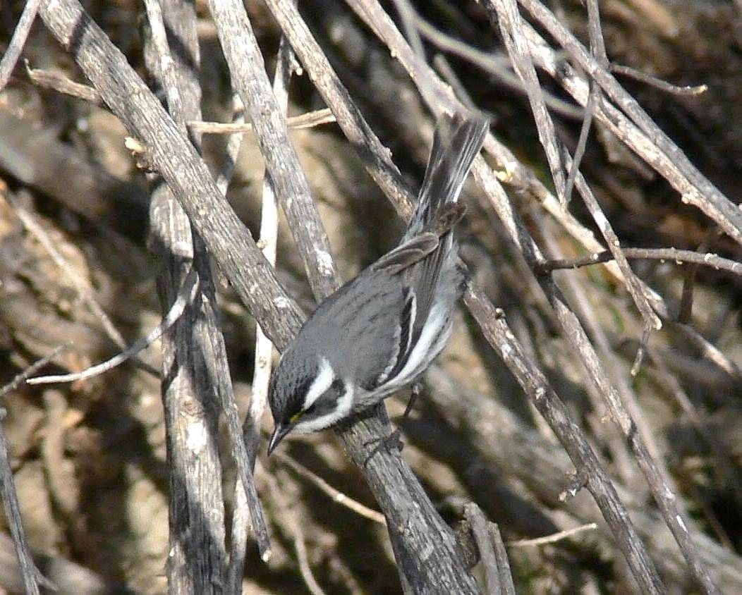 Black-throated Gray Warbler Photo by Steven Mlodinow