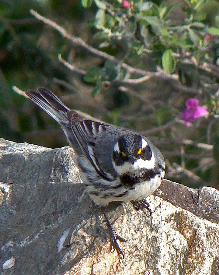 Black-throated Gray Warbler Photo by Robert Behrstock