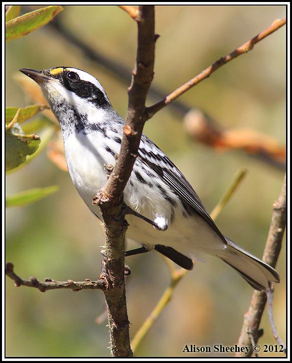 Black-throated Gray Warbler Photo by Alison Sheehey