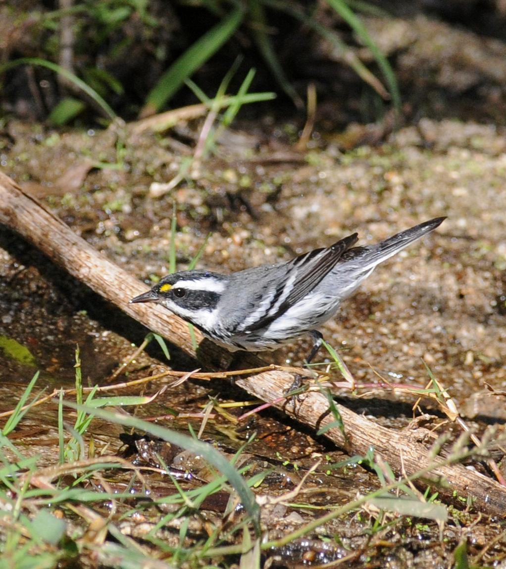 Black-throated Gray Warbler Photo by Steven Mlodinow