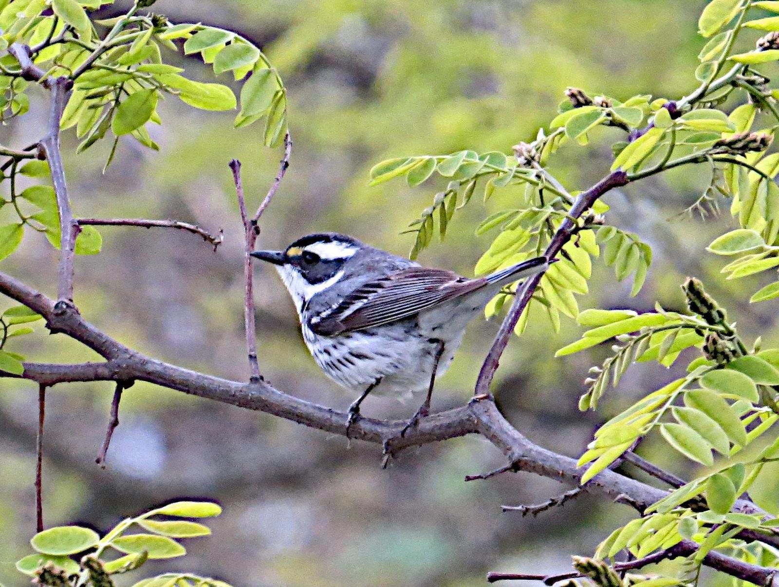 Black-throated Gray Warbler Photo by Brian Avent