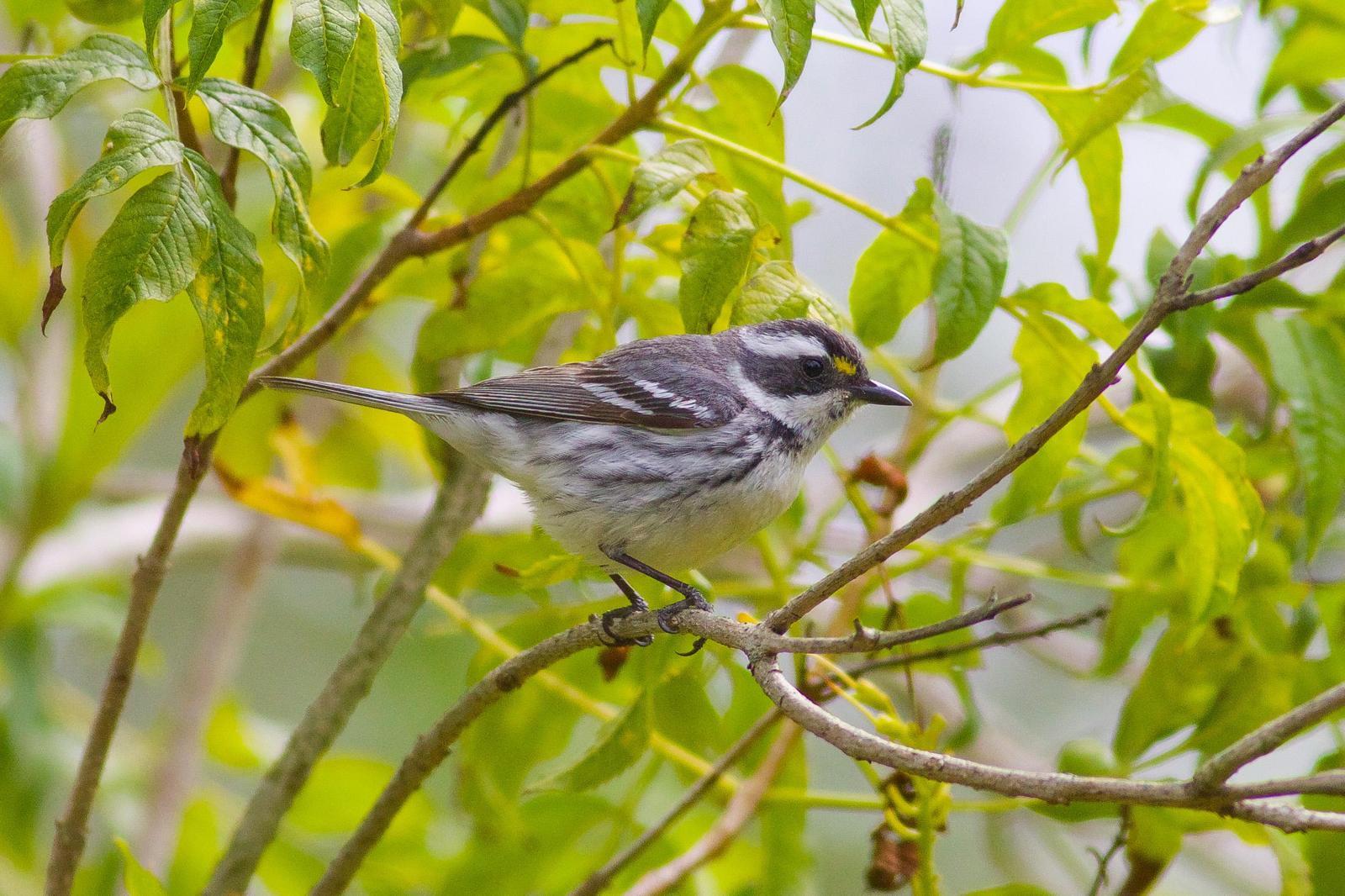 Black-throated Gray Warbler Photo by Tom Ford-Hutchinson