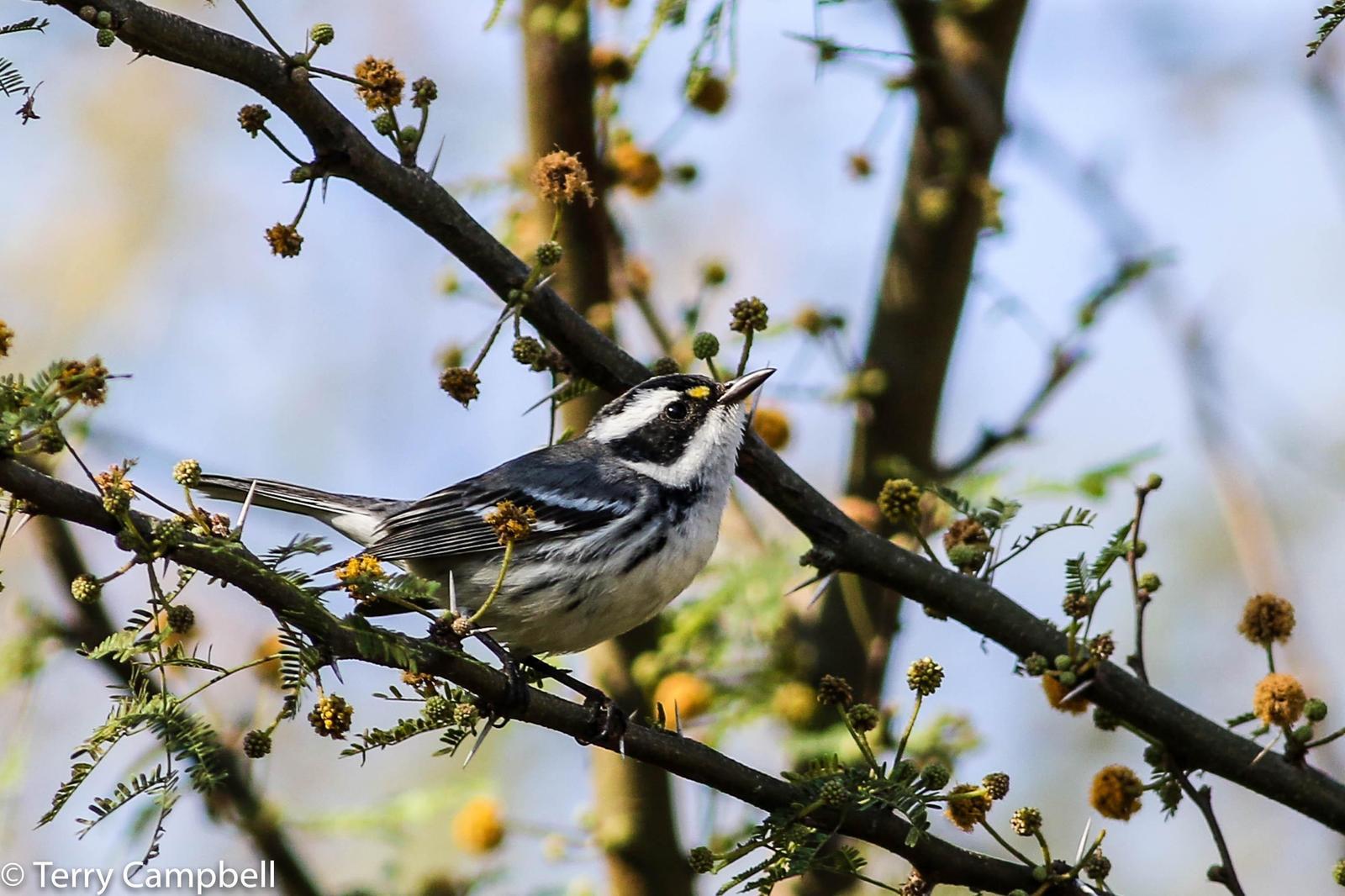 Black-throated Gray Warbler Photo by Terry Campbell