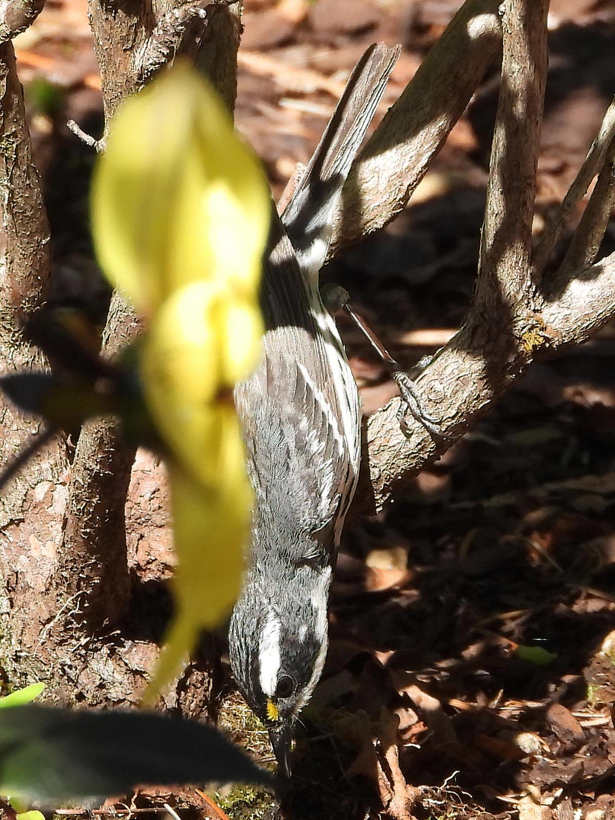 Black-throated Gray Warbler Photo by Dan Tallman