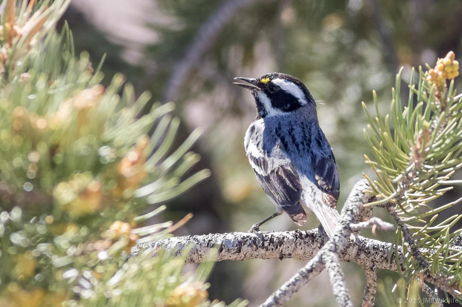 Black-throated Gray Warbler Photo by Jeff Bray