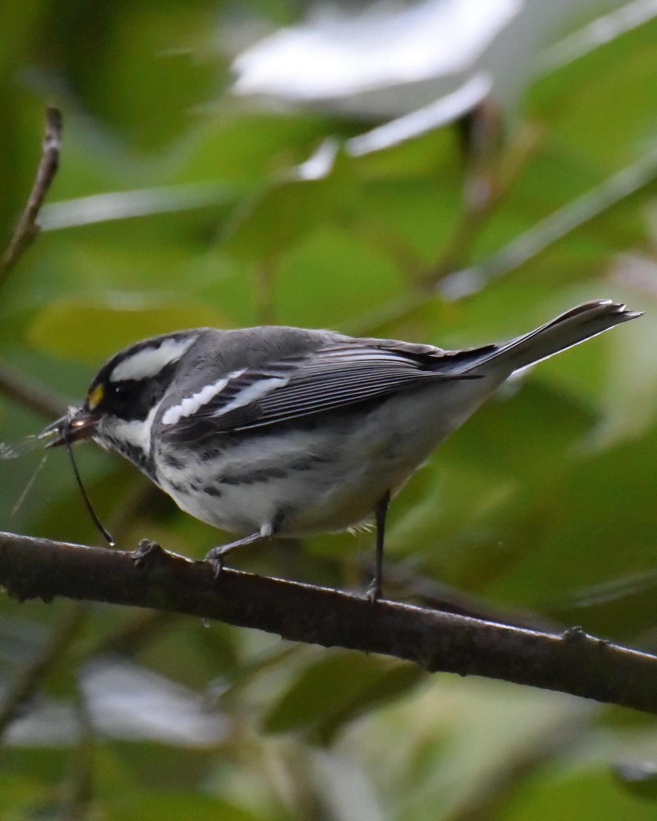 Black-throated Gray Warbler Photo by Steve Percival