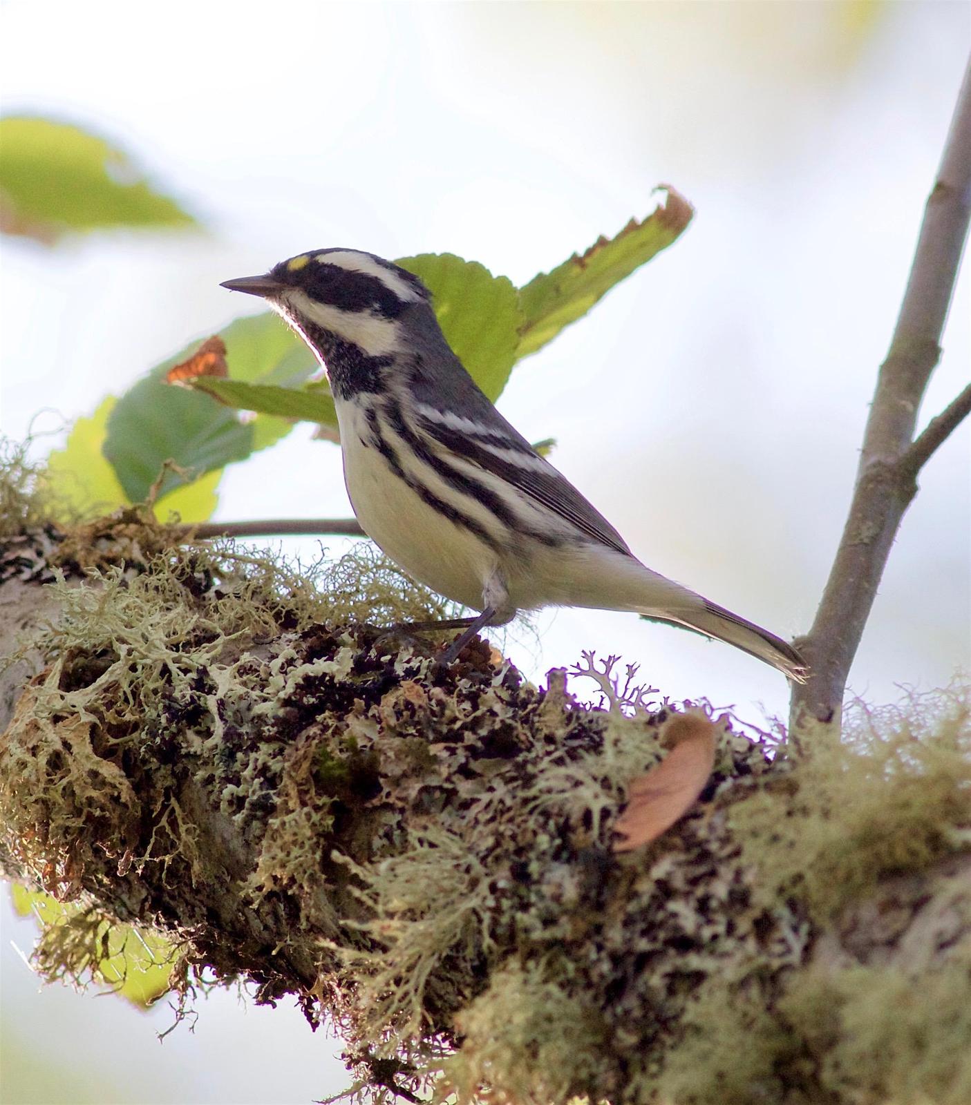 Black-throated Gray Warbler Photo by Kathryn Keith