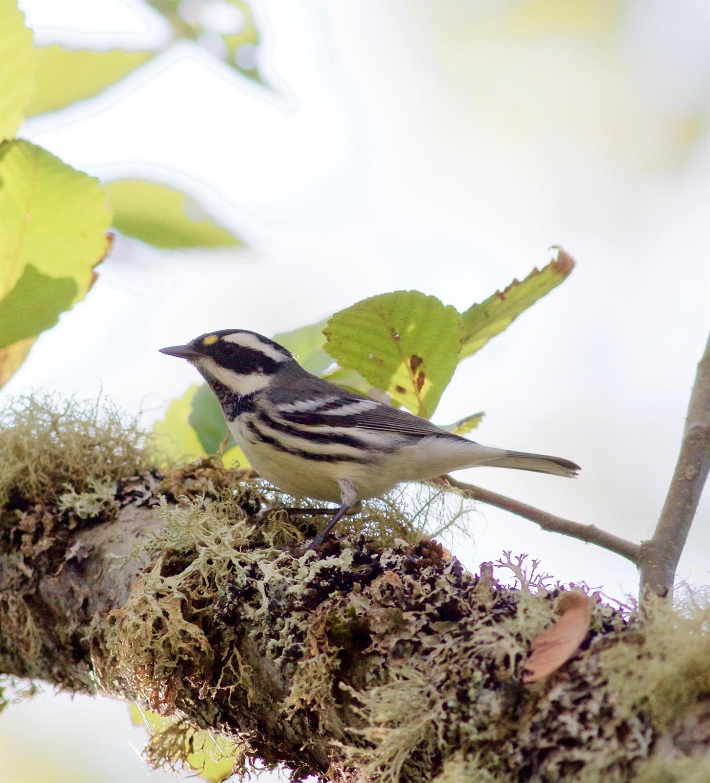 Black-throated Gray Warbler Photo by Kathryn Keith
