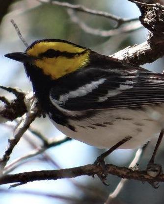 Golden-cheeked Warbler Photo by Susan Evanoff, Massillon, OH