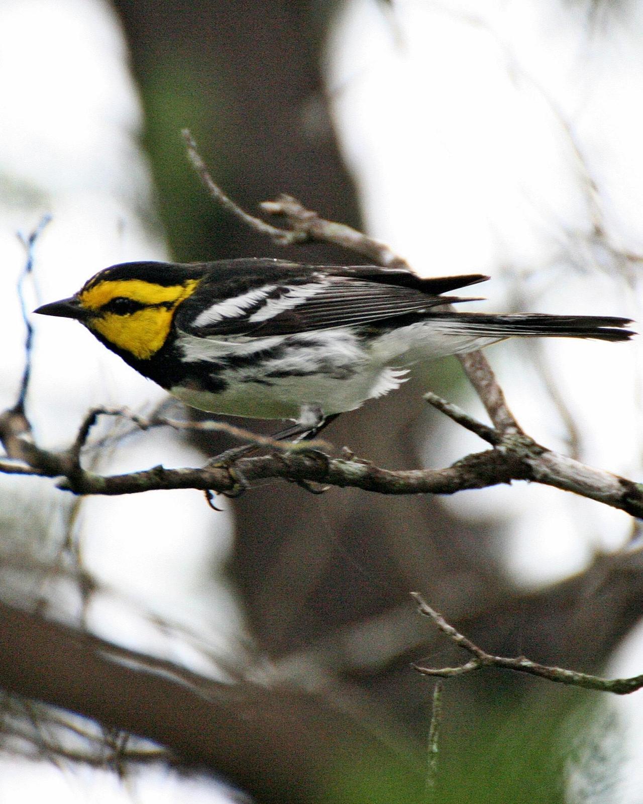 Golden-cheeked Warbler Photo by Andrew Theus