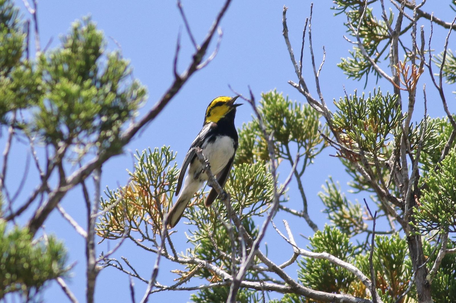 Golden-cheeked Warbler Photo by Tom Ford-Hutchinson
