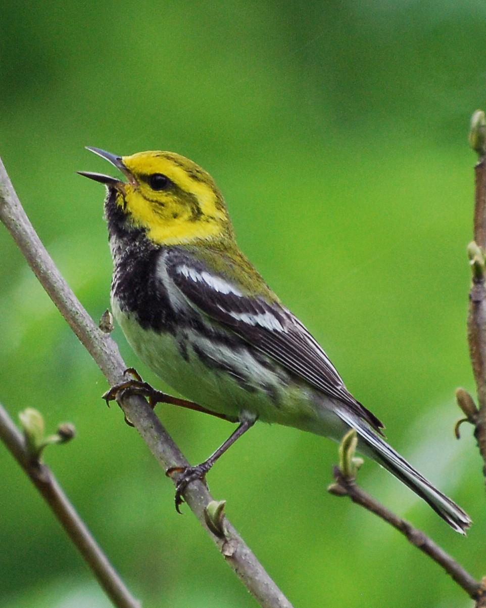 Black-throated Green Warbler Photo by David Hollie