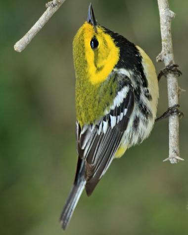 Black-throated Green Warbler Photo by Rene Valdes