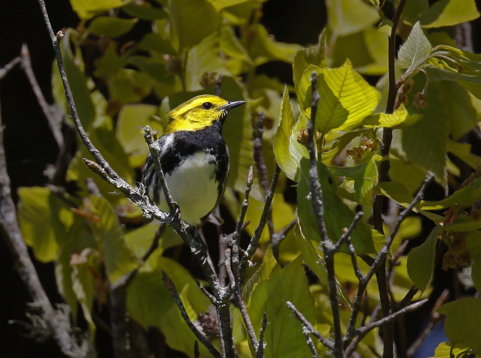 Black-throated Green Warbler Photo by Emily Willoughby