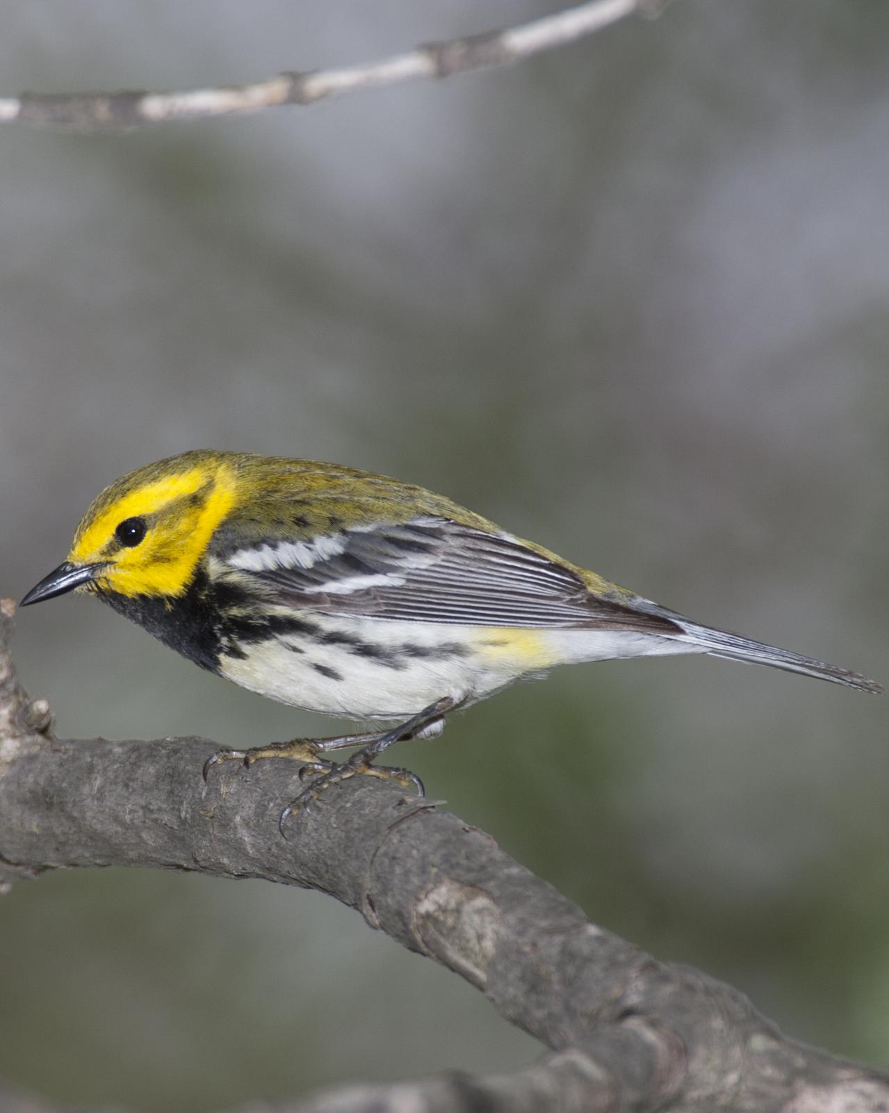 Black-throated Green Warbler Photo by Jeff Moore