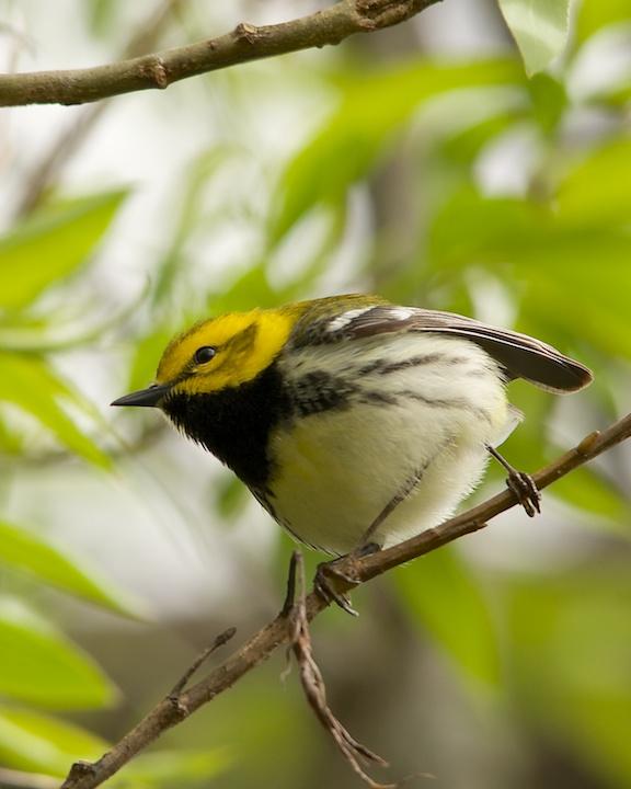 Black-throated Green Warbler Photo by Denis Rivard