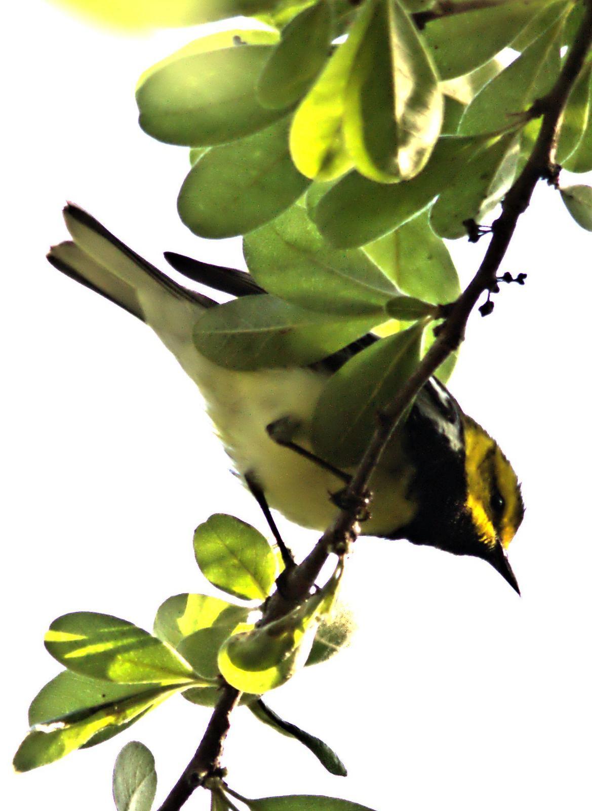 Black-throated Green Warbler Photo by Jeannette Piecznski