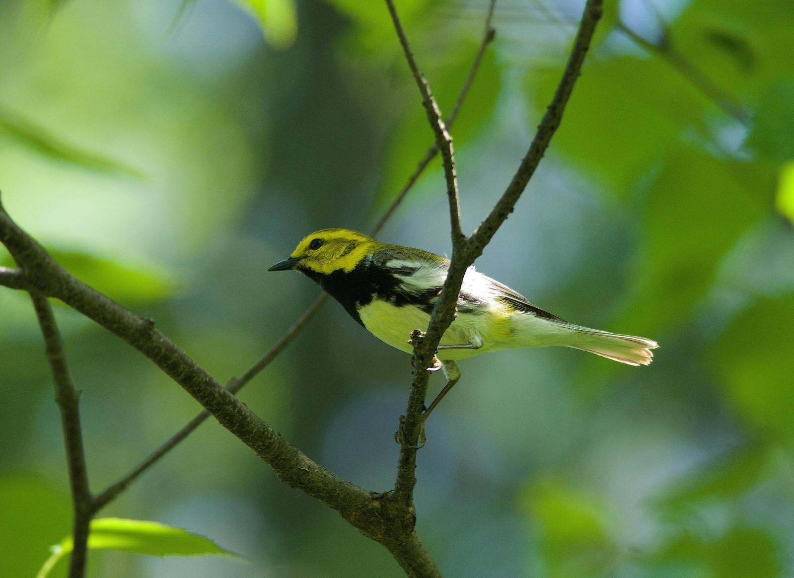 Black-throated Green Warbler Photo by Gerald Hoekstra
