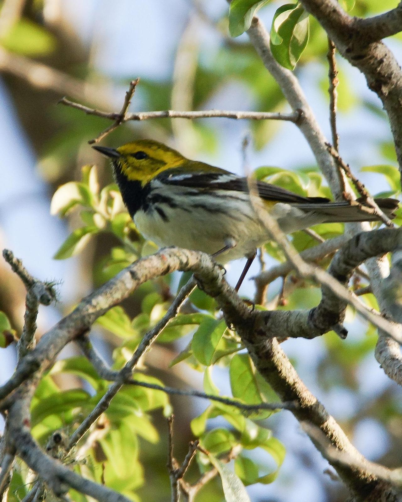 Black-throated Green Warbler Photo by Steve Percival