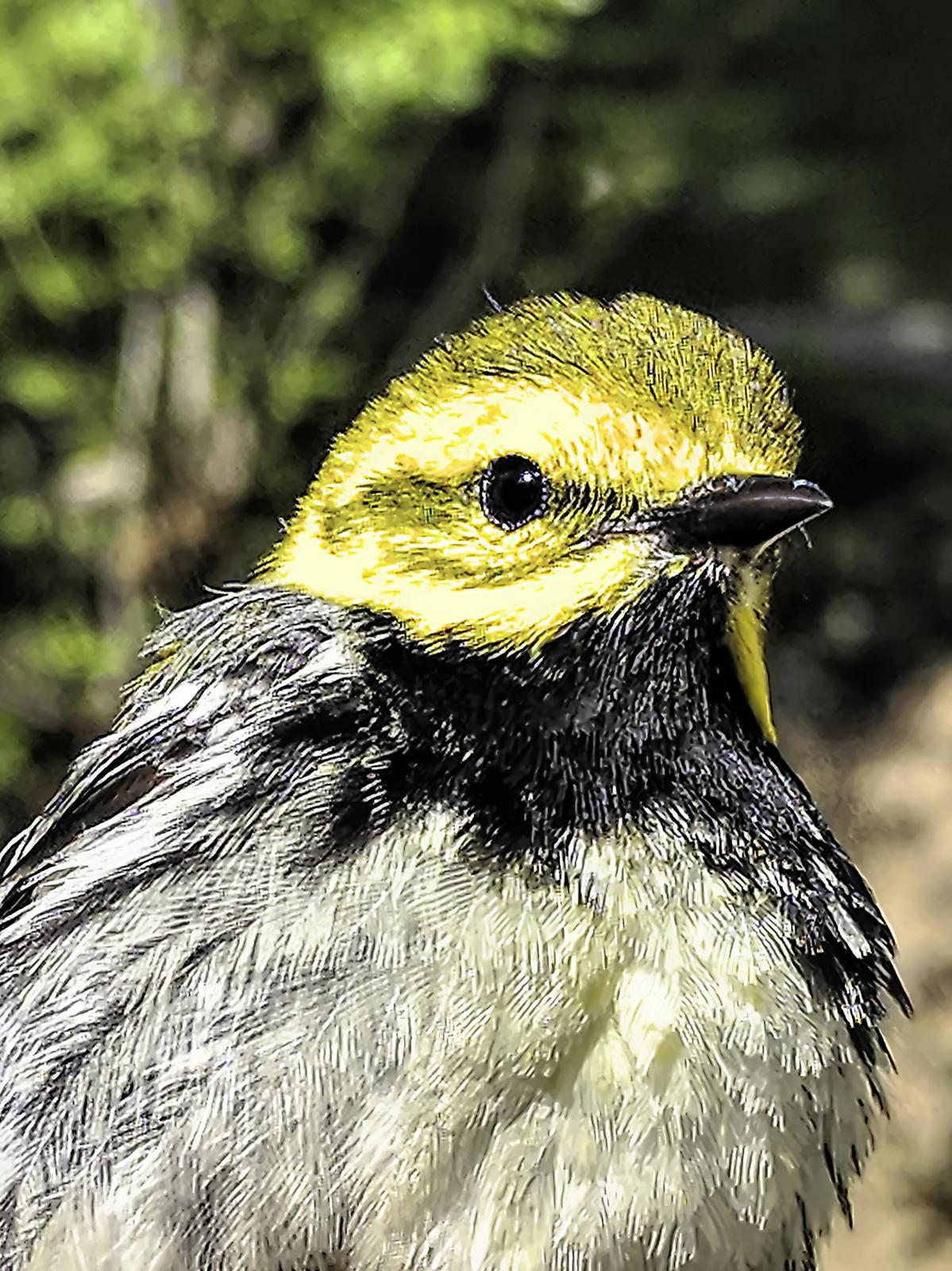 Black-throated Green Warbler Photo by Dan Tallman