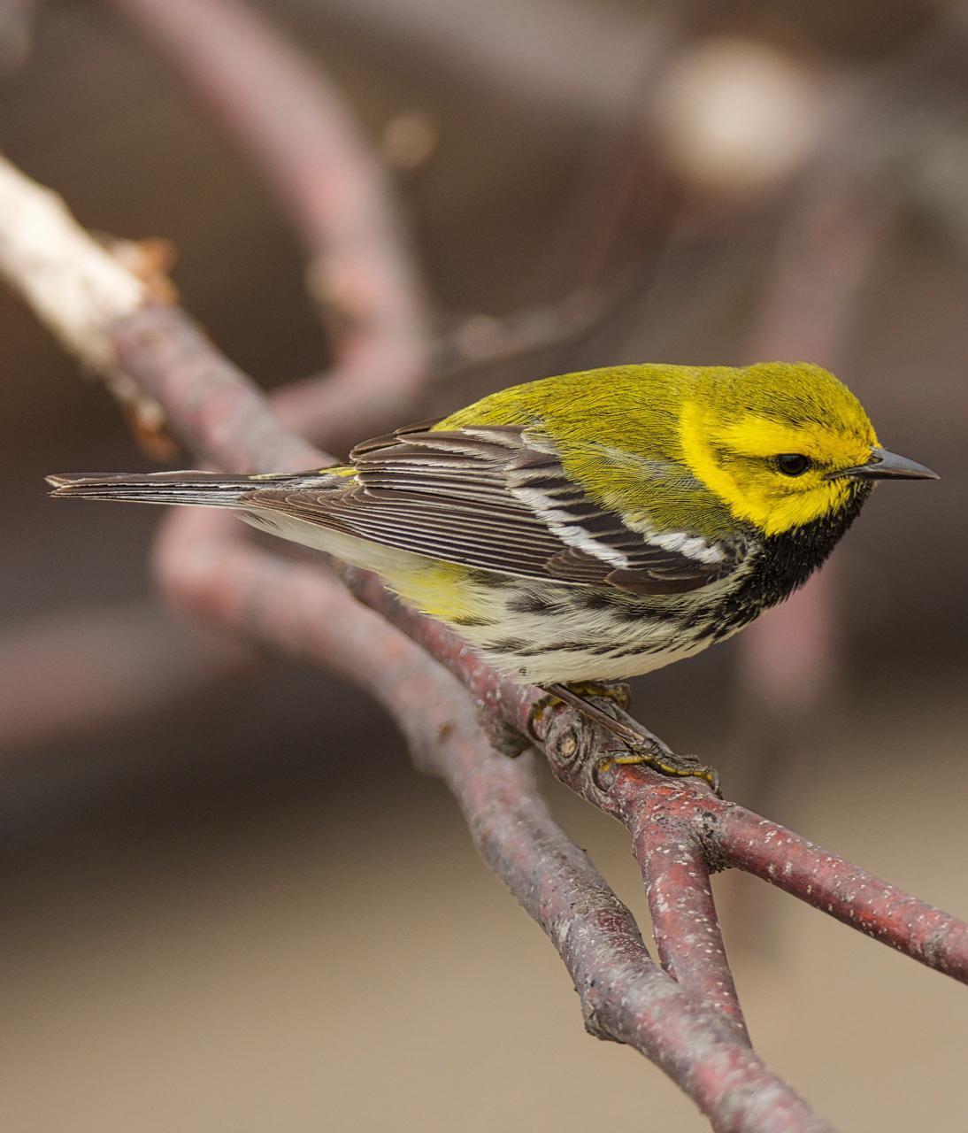 Black-throated Green Warbler Photo by Brian Avent