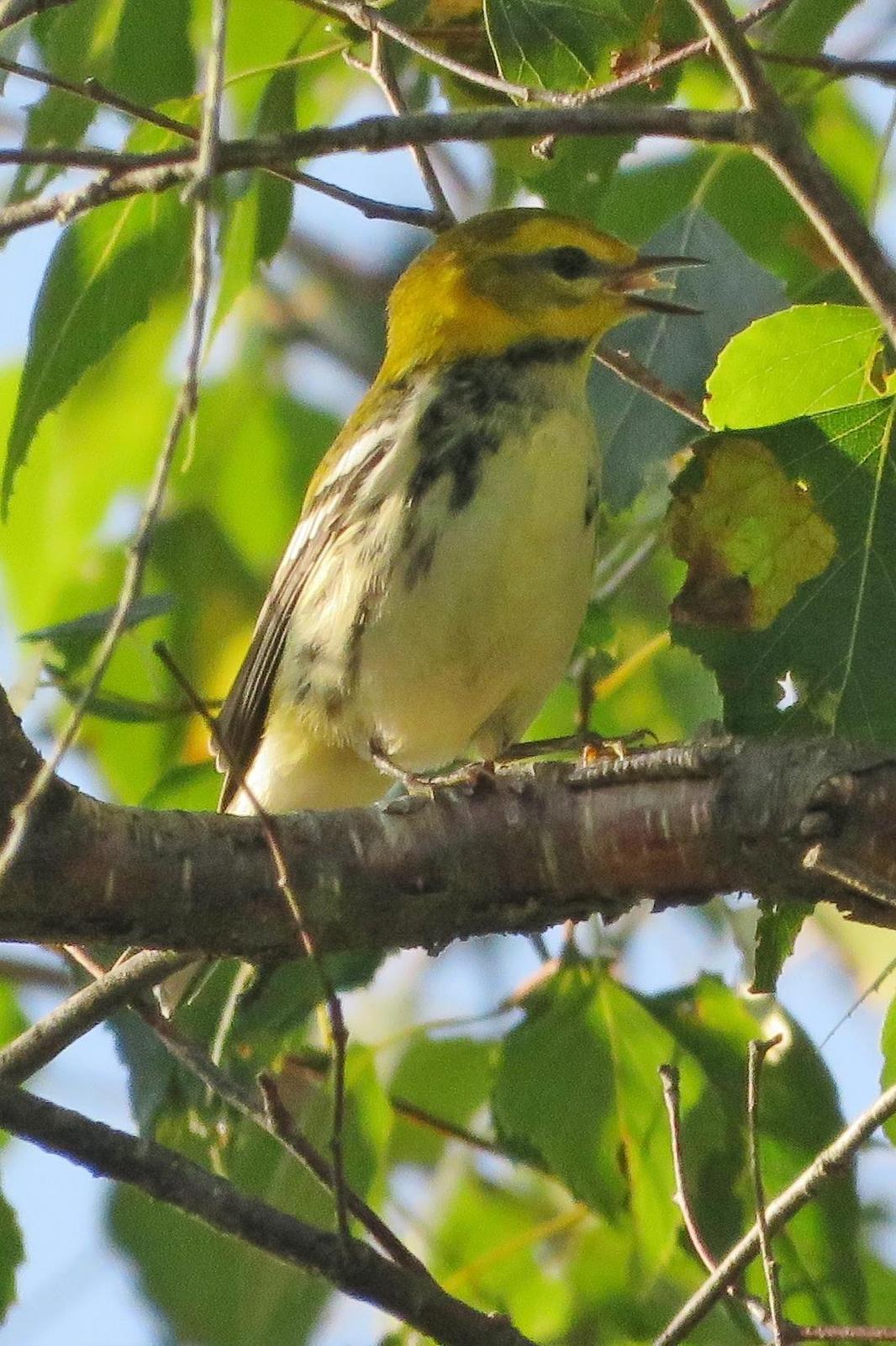 Black-throated Green Warbler Photo by Bob Neugebauer
