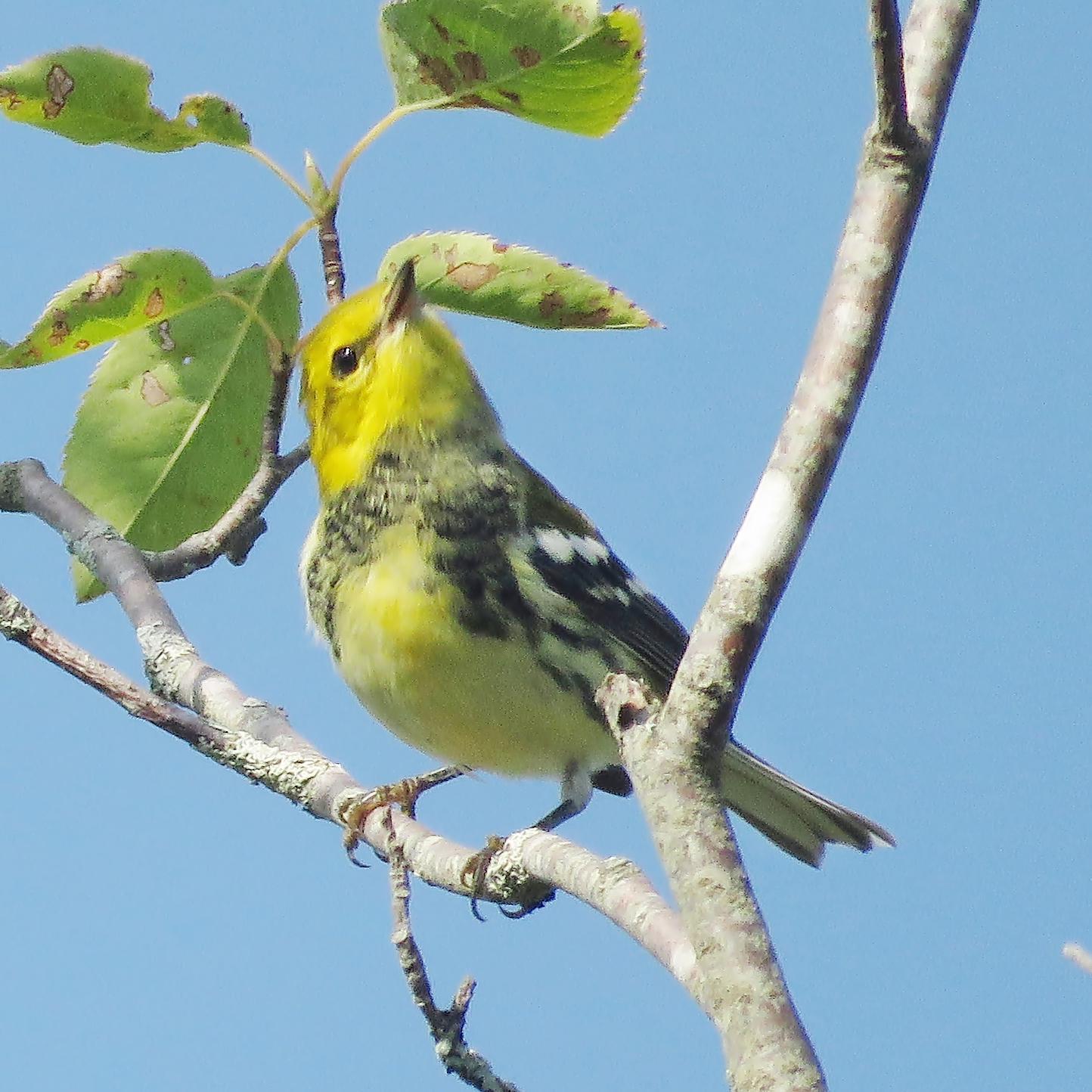 Black-throated Green Warbler Photo by Bob Neugebauer