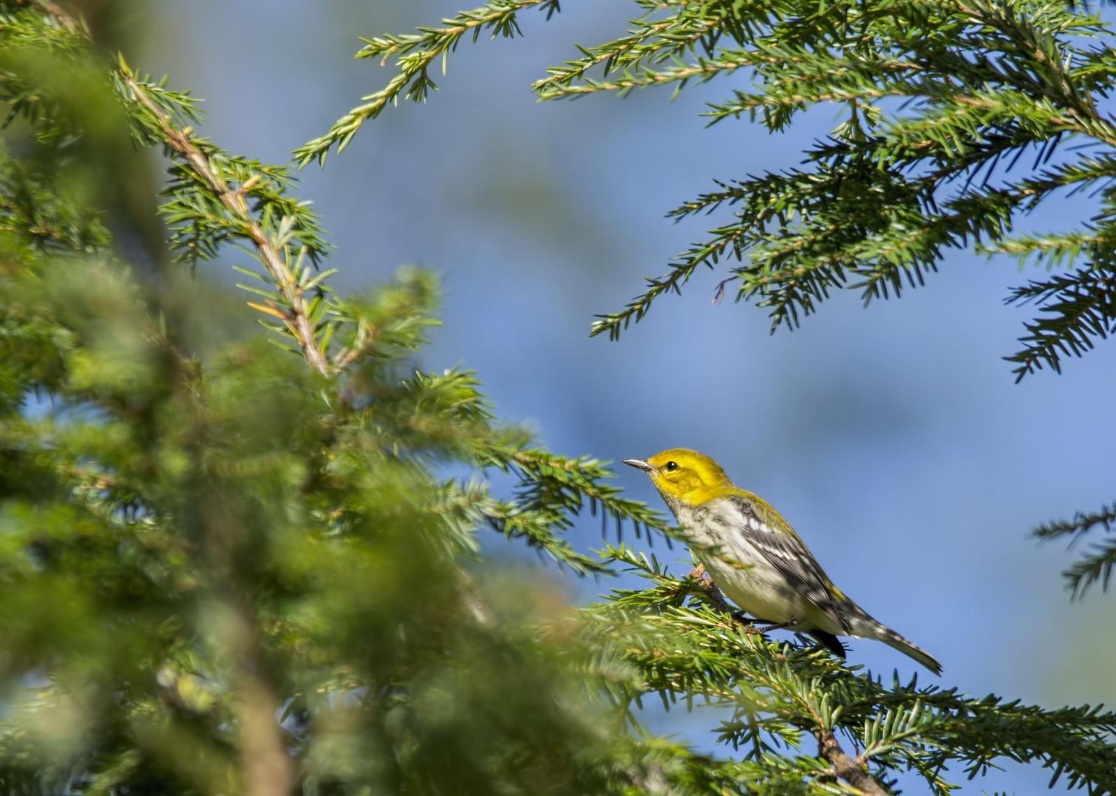 Black-throated Green Warbler Photo by Tracy Patterson