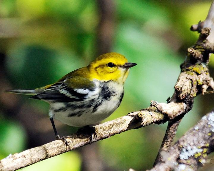 Black-throated Green Warbler Photo by Jean-Pierre LaBrèche